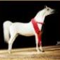 Imagen de arabianhorse